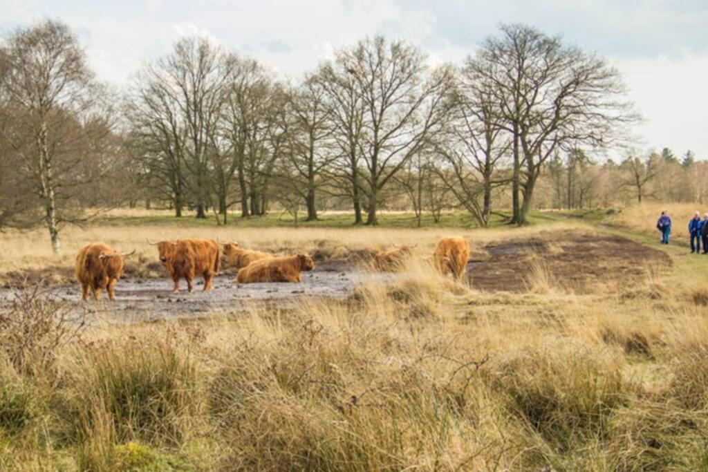 Chalet Het Wollinghuisje Vlagtwedde Buitenkant foto